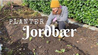 Planter jordbær