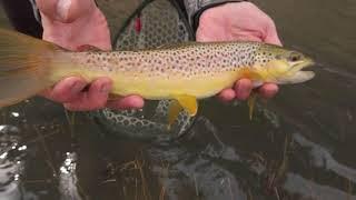 Fly Fishing the Dolores River in Southwest Colorado