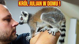 LEMUR W DOMU !