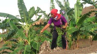 HUJAN BELUM JUGA TURUN|| TENGKOK KEBUN YU KAISEM