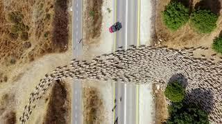 this drone footage captures sheep herding patterns from above