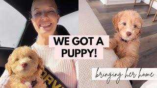 WE GOT A PUPPY! Come with us to pick up our mini goldendoodle!!