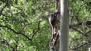 Lumholtz's Tree-kangaroos descending a tree