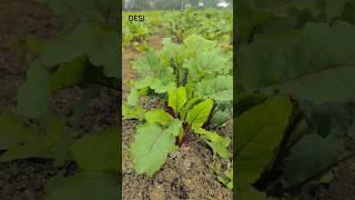 farming#farming #kheti #farmersdailyroutine #khetibadi #beetroot #sakata #villagelife #desi