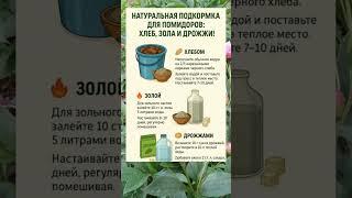 КАК ПОДКОРМИТЬ ПОМИДОРЫ НАТУРАЛЬНО: ХЛЕБ, ЗОЛА И ДРОЖЖИ