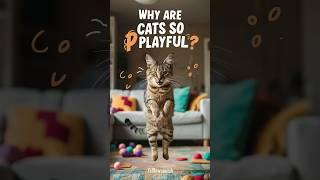 Why are cats so playful? #cats #cat #catvideos @CatPlayful
