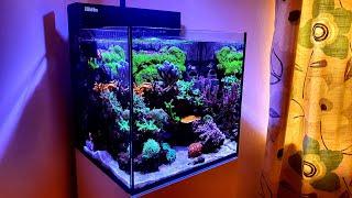 Reef Tank Bubble Algae - Does VIBRANT Work!?!?!