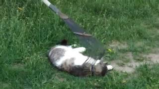 Cat loves rake