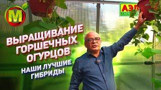 Горшечная культура огурца. Обзор наших лучших СОРТОВ И ГИБРИДОВ!