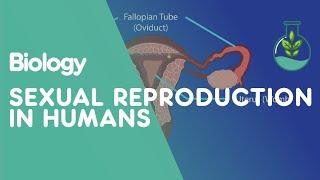 Sexual Reproduction Humans | Genetics | Biology | FuseSchool