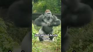 Chest-Beating Gorillas: What Are They Really Saying?  #wildlife