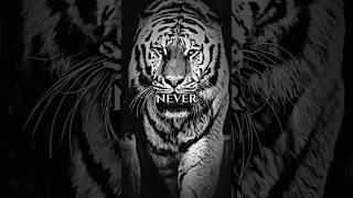 Rise Above Every Challenge #motivational #motivation #tiger #tigers #shorts #short #inspiration