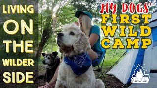 My Dogs' First Overnight Wild Camping Adventure!