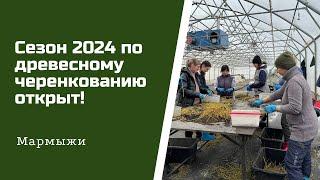 Сезон 2024 по древесному черенкованию открыт !