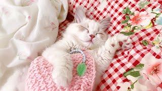 Best Lullaby Music for Cats & Kittens - Music that Cats Love to Sleep, Soothing Cat Therapy Music