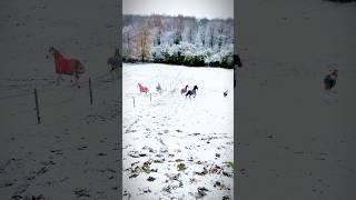 Running wild in the snow! #horse #horses #equestrian #snowhorse #snowday #runningwild #snowpony