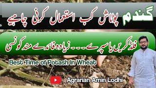 Effective use of Potash in Wheat crop ||  پوٹاش کا استعمال || Agrarian amin Lodhi