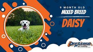 Mixed Breed Dog Training | Roanoke Dog Training | Daisy