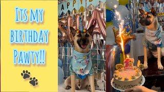 Happy 1st Birthday, Shane! It’s PAWty time  #happybirthday #happybirthdaysong #birthday