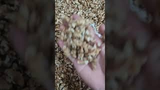 Walnut kernel Light half broken 2p