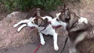 Kyzak & Rydik on trail by Holland Park, Colorado Springs