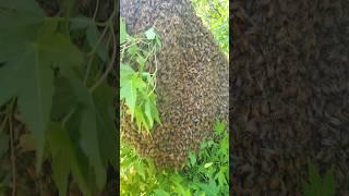 Gentle Giant Honey Bee Swarm