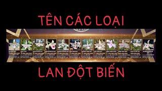 Tên Các Loại Hoa Lan Đột Biến •p1