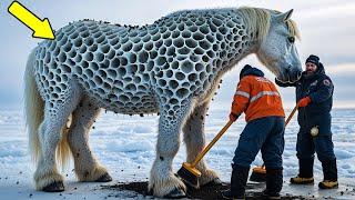 Rescuing a White Horse Covered in Honeycomb-like Fur | Amazing Arctic Animal Rescue