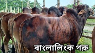 পাড়াগ্রাম হাঁটে বাংলালিংক গরু | Sirajpur Paragram Hat Big Cow Price 2020