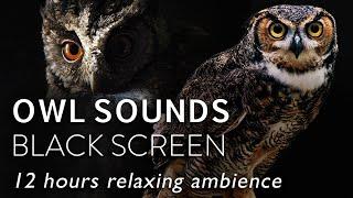 12 Hours Of Owl Sounds At Night - BLACK SCREEN - Owl Calls pt2