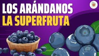 LOS ARÁNDANOS: La Superfruta