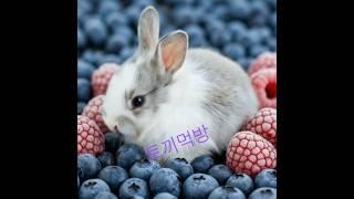먹방하는토끼#토끼아이스크림#맛있는딸기아로니아#당당허니tv