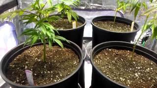 Indoor grow 400w Mh/Hps- Ep.1 Grow intro