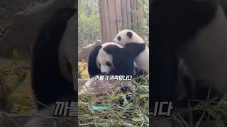 엄마에게 도전하는 하룻판다 녀석들