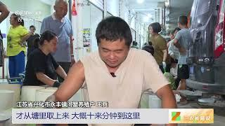 [三农长短说]江河湖海食鲜季 江苏兴化 大闸蟹傍晚抓夜里卖 抢占“鲜”机|农业致富经 Agriculture And Farming