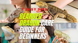 Bearded Dragon Care Guide for Beginners - 7 Easy Tips How to Care Bearded Dragon Daily