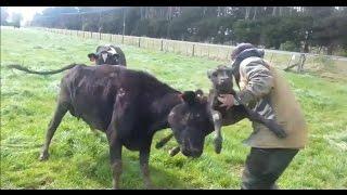 Cow Defending Its Baby Calf - HILARIOUS! Cow vs Human