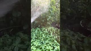 水やり