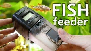 You Should Consider An Automated Fish Feeder | Perfect for Vacation