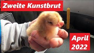 Zweite Kunstbrut des Jahres ! Neue Brut neues Glück !