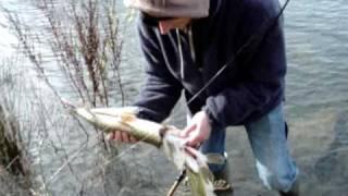 Pike V Pike - Phil Blakey ~ Amazing Footage on a Savage Gear 19cm Deviator Wake Bait!