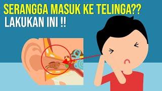 Serangga Masuk Ke Telinga? Lakukan Ini!!