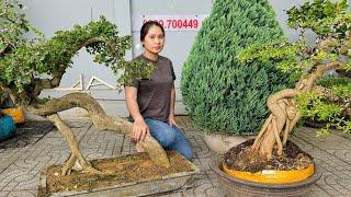 Thuy An 11/25 Friendly Lemongrass with many Bonsai and Fruit Tree items #0939700449