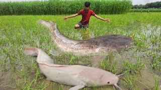 Big Hand Fishing. Little Boy Catch Big Catfish  By Hand In Big Hole. Best Hand Fishing