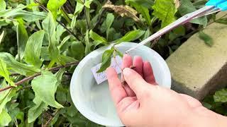 How to harvest Hairy Beardtongue (Penstemon hirsutus) seeds