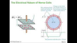 Electricity in the Nervous System