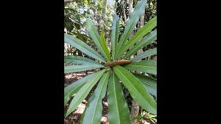 Garden Answer: 6 Species in Genus Cerbera