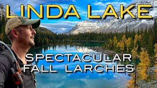 The Ultimate Larch hike: Lake O'Hara to Linda Lake in Yoho National Park