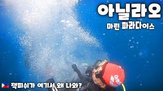  아닐라오 스쿠버 다이빙 잭피쉬 만남 GAG DIVERs SCUBA TEAM in Best Marine Paradise Resort.