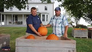 Pumpkin Hannibal F1 from Harris Seeds